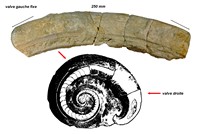 Ichthyosarcolites triangularis